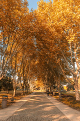 Naklejka premium Kolory jesieni w Botanic Park w Bursie