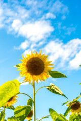 ひまわりと空