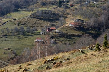 sheep and lambs on a meadow
