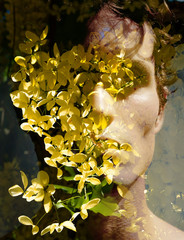 Double exposure of a young peaceful man’s portrait blended with a bright yellow flowering tree,...