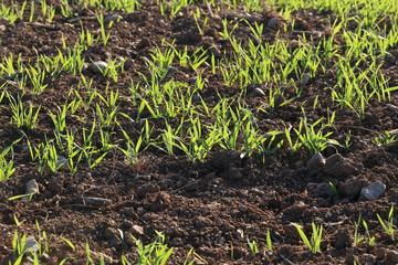 Young shoots of wheat in the field