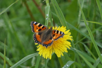 Schmetterling