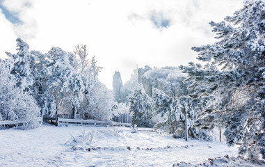 Naklejka premium Snow-covered mountain forest. Winter landscape. 