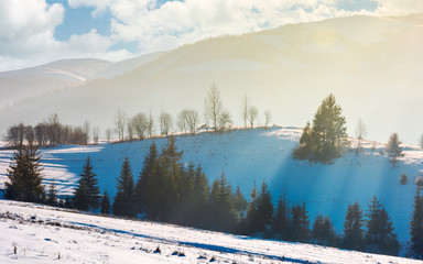 lovely winter scenery in mountains. sun rays light through trees on snowy slope