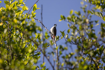 Red whiskered Bulbul Bird on Tree