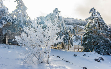 Crimean snowy forest in the mountains