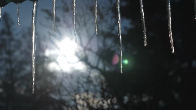 Winter icicles with sun and lensflare. Shallow DOF. Water drips.