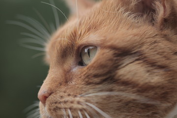 beautiful red cat with green eyes and white whiskers close up outdoors on a sunny summer day in Poland, with a green background