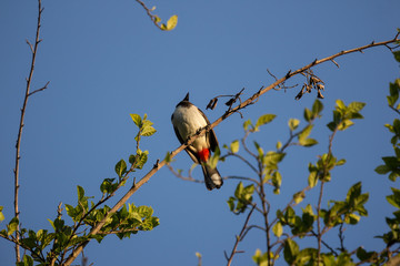 Red whiskered Bulbul Bird on Tree