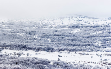 Naklejka na ściany i meble Crimean snowy forest in the mountains