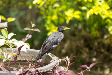 Common Myna bird