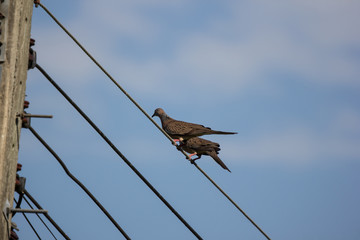 Small  bird on electricity line
