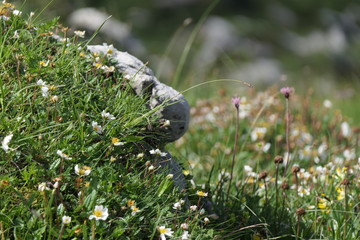 Blühende Bergblumen