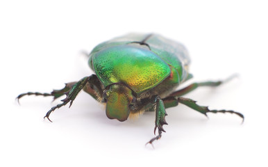 Green beetle isolated.