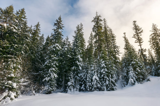tall spruce trees covered with snow. beautiful nature winter scenery on an overcast day