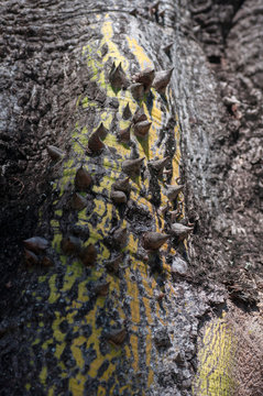 Gros plan des &eacute;pines sur le tronc d'un Fromager, Ceiba pentandra.