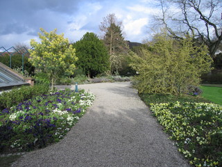 Kiesweg zwischen Frühblühern im Garten Hermannshof Weinheim
