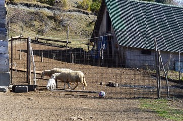 sheep and lamb fenced
