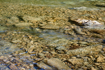 The mountain river quickly flows through stone rapids along woodlands and rocks. Close-up. Water...