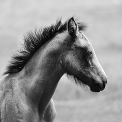 Poulain de profil . © Richard
