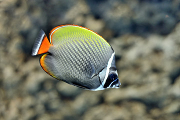 Exotic fish in a marine aquarium © Tomasz Warszewski