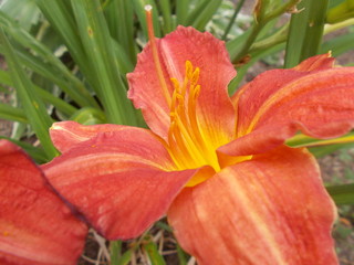 Red Daylily