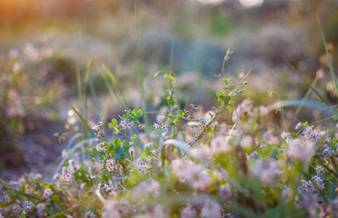 Sunset flowers