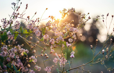 Sunset flowers