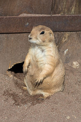 Prairie dog Cynomys ludovicianus sits near his own burrow. Close up