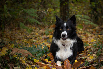 A wonderful border collie puppy plays with his ball in the autumn leaves.