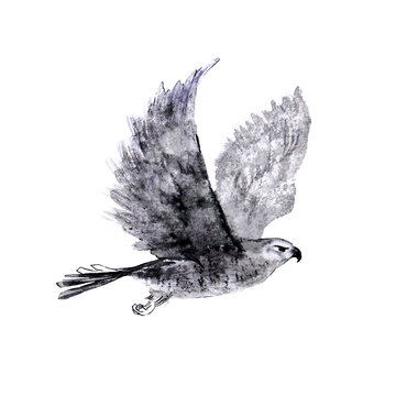 flying falcon ink drawing