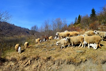 Fototapeta premium sheep and lambs on a meadow 