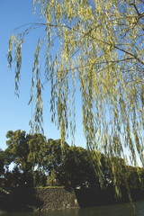 Drooping Branches of Golden Weeping Willow with Blue Sky