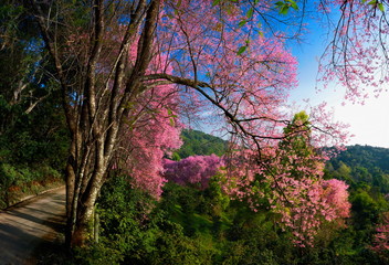 Cherry blossoms are blooming in northern Thailand. Sakura bloom at Khun Wang Chiang Mai.Sakura at Khun Chang Kian Chiang Mai.