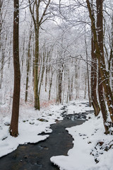 forest creek in winter forest. trees with weathered foliage along the snow covered shore. beautiful nature scenery