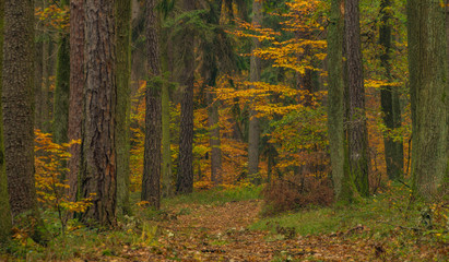 Dark color autumn forest with leaf trees near Luhacovice town