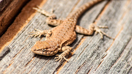 Lizard