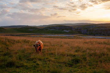 Highland Cattle in the Yorkshire Dales National Park - 233579429