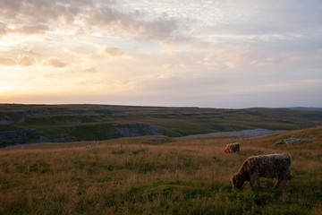 Highland Cattle in the Yorkshire Dales National Park - 233579430