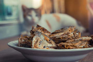 Sleeping cat watch deep Fried Fish Head. Selective focus on the