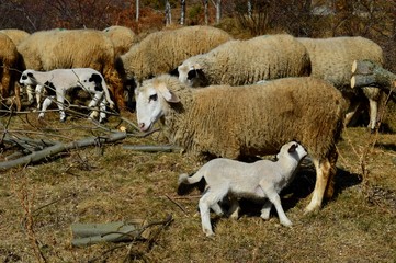 sheep and lambs on a meadow
