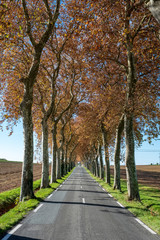 Fototapeta na wymiar route en ligne droite avec alignement de platanes, bordées de champs labourés, automne, Tarn, Farnce