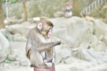 高崎山の猿