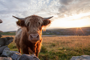 Fototapeta na wymiar Highland Cattle in the Yorkshire Dales National Park