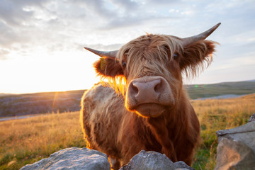 Highland Cattle in the Yorkshire Dales National Park - 233580035