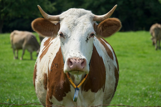 Allg&auml;u