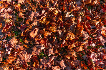 Dried Colorful Autumn Leaves on the Ground