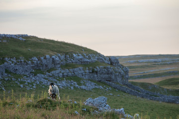 Swaledale Ewe Above Malham In The Yorkshire Dales National Park - 233580476
