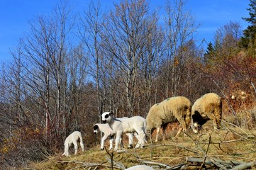 sheep and lambs on a meadow
