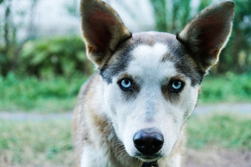 The dog's straight view.  Blue eyes. Dog walking.